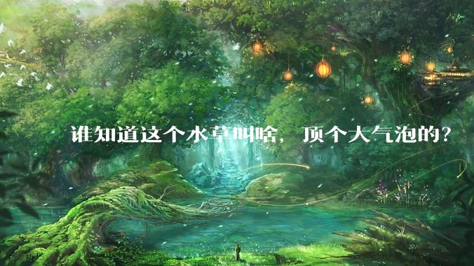 谁知道这个水草叫啥，顶个大气泡的？